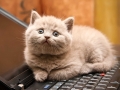 Kitten On A Laptop
